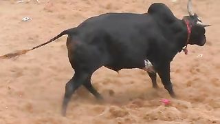 சூப்பர்_மாடு_#shorts_#trending_#jallikattu(480p).