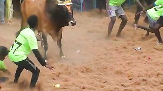 செம்ம_செம்ம_#shorts_#trending_#jallikattu(480p).