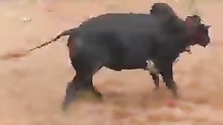 சூப்பர்_மாடு_#shorts_#trending_#jallikattu(240p).