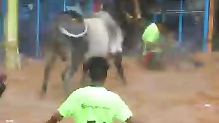 செம்ம_மாடு_#shorts_#trending_#jallikattu(360p).