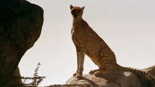 Wild animals 5