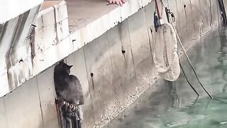 Amazing videos vol 241