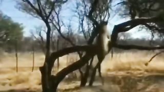 Do Not Mess with the Kings of the Jungle