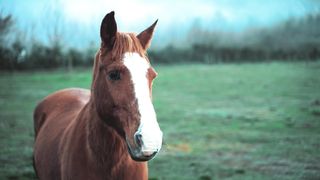 Horse 14