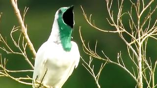 FERREIRO NA NATUREZA.