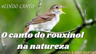 O Lindo Canto do Rouxinol na Natureza