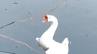 Well, a very graceful goose