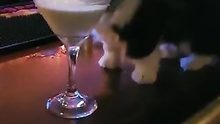 Chats les plus drôles????In_The_World????_Funny_and_Fails_Pets_Video_#shorts_#85_