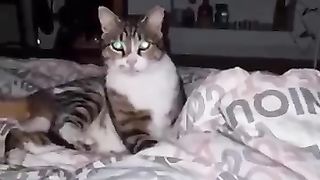 Chats les plus drôles????In_The_World????_Funny_and_Fails_Pets_Video_#shorts_#86_#cats_#funny_#animals(360p).