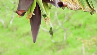-Canto do Beija flor, perfeito para atrair Beija Flor pro seu jardim!