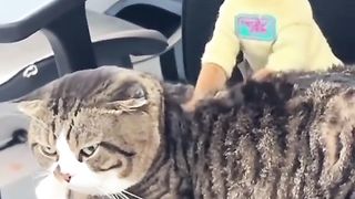 Funny animals clips????