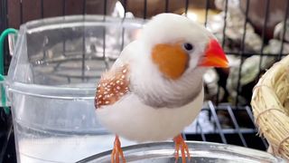 CANTO PASSARO-Zebra finch singing beautiful song-