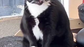 Funny animals clips, Cat singing????????????‍♂️