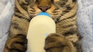 Funny animals clips, ????????????‍♂️cat drink a baby milk????