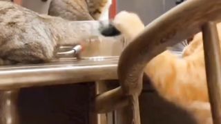 Mpuuuus Oyen Kena Pentungan