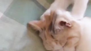 Kucing Jantan Sedang Pusing