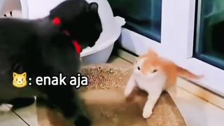 Ketika Kitten Oyen Menguasai Wilayah