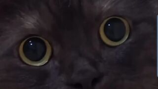 Funny animals clips (part 1)