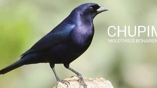 -CANTO DO CHUPIM, azulego, maria preta, chopim, vira bosta, chupim vira bosta, godero, gaudério