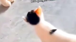Bocil Pamer Jurus Jungkir Balik ke Emaaak