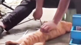 Mpuuuus Oyen Sedang Service