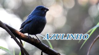 PASSARO-Azulinho, cantando livre, Cyanoloxia glaucocaerulea. Edinei Oliveira