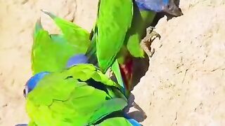 How to get parrot ???????? to make funny ????