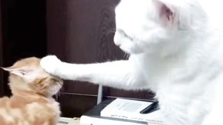 Kitten Oyen Bar Bar