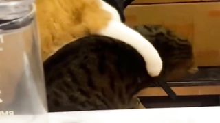 Mpuuuus Oyen VS Mpuuuus Belang