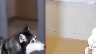 goodDog