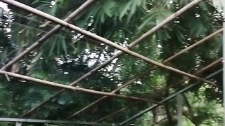 Ini yang saya lakukan sebelum hujan deras, agar larva lele tetap aman dikolam
