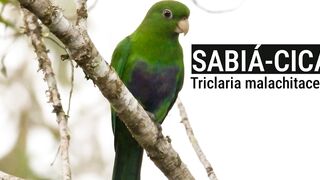 CANTO DO SABIÁ CICA, cunhataí, sabiaçú, araçuaíva, mãe de sabiá, papagaio da capoeira,papagaio viola.