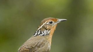 O canto do Uirapuru _ The song of Musician Wren (Cyphorhinus arada)