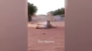 Funniest Animals 2023 ???????? New Funny Cats and Dogs