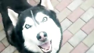 Husky Flesh says new words
