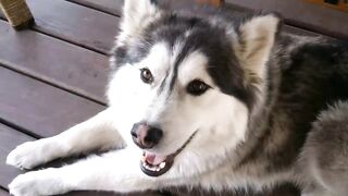 Husky sings to the harmonica