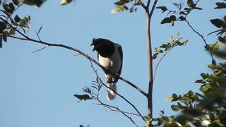 PASSARO-Canto da gralha-do-campo (Cyanocorax cristatellus)