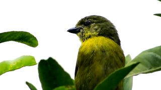 PASSARO- Guriatâ Fêmea Chamando ao vivo da natureza, Euphonia violacea, Violaceous Euphonia.