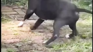 Dog vs snake 2