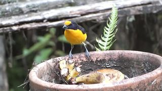 PASSARO-Canto do GATURAMO-VERDADEIRO - guiratã - bonito-lindo - guriatã - Euphonia violacea