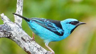 PASSARO-Saí Azul o Dacnis azul Cantando Sonido para Llamar El Mejor