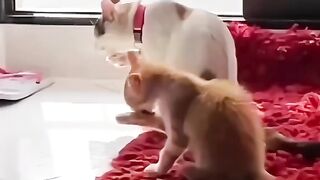 Funny actions 131
