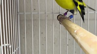 PASSARO-siskin bird call