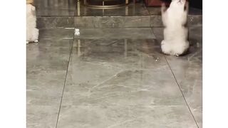 Funny actions 134