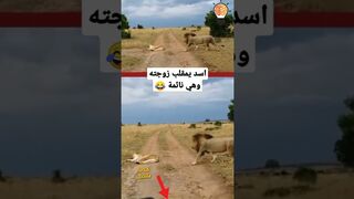 lion teases his wife