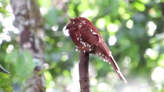 PASSARO- Rufous Potoo