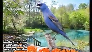 PASSARO-AZULÃO AMERICANO
