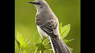 PASSARO-Canto de la mirla blanca