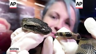 Baby Anaconda Snakes born to Captive Mother in Boston Zoo through Parthogenesis