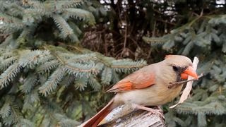 PASSARO-Cardinal Dance ritual